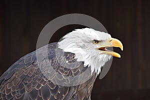 Wonderful portrait of a majestic american bald eagle