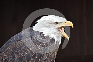 Wonderful portrait of a majestic american bald eagle