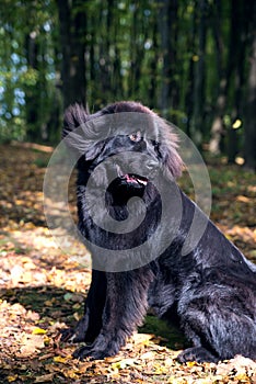 Wonderful portrait of Newfoundland dog in the forest