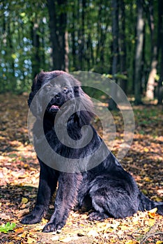 Wonderful portrait of Newfoundland dog in the forest