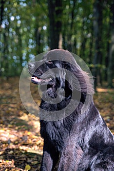 Wonderful portrait of Newfoundland dog in the forest