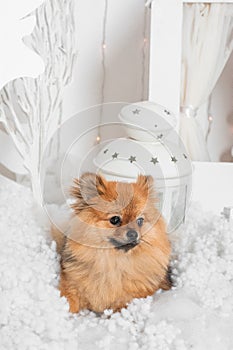 Wonderful puppy lying on the snow and looking away in studio