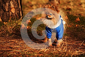 Wonderful puppy is staying in the golden forest in autumn time