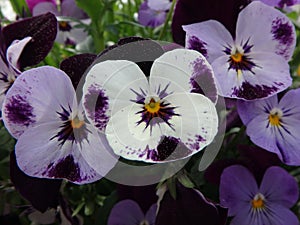 Wonderful purple pansies with pollen, pansy, viola, violaceae, flowers