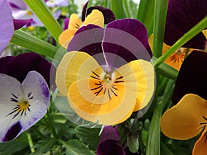 Wonderful purple pansy, violet, viola, violaceae, flowers