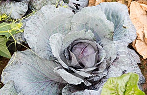 Wonderful red cabbage