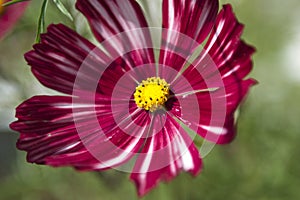 A wonderful red flower in a garden. Some red dahlia. Red flowers.