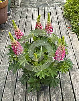 Wonderful red Lupins