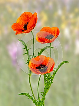 Wonderful red Poppies on blurred background