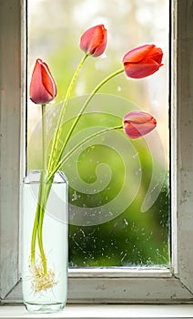 Wonderful red Tulips sitting on a dirty window cill