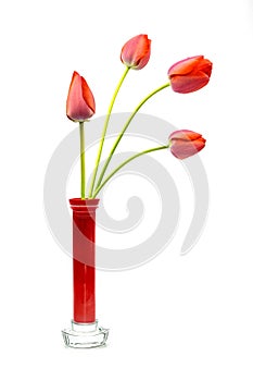 Wonderful red Tulips on a white background