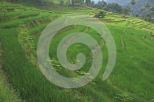The Wonderful Rice Field