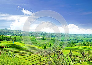 Wonderful Of Rice Planting System