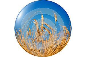 Wonderful, ripe wheat against blue sky background.