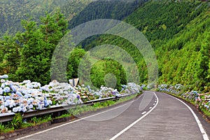 Wonderful road in Sao Miguel Island