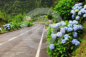 Wonderful road in Sao Miguel Island