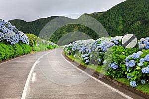 Wonderful road in Sao Miguel Island