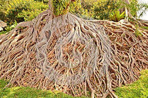 Wonderful root of tree