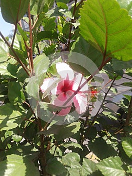 A wonderful rose hiding among the leaves for fear of unjust hands