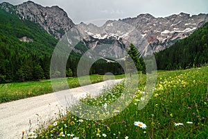 Wonderful rural landscape and meadows with flowers, Kamnik Alps, Slovenia