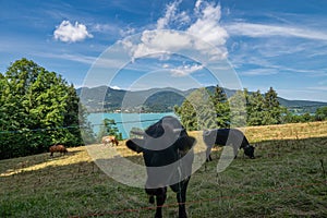 Wonderful rural view at the popular bavarian Tegernsee with a cow in the foreground - concept for farming relexation und