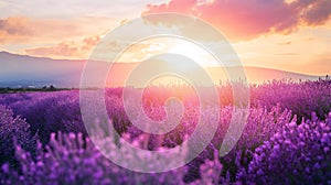Wonderful scenery, amazing summer landscape of blooming lavender flowers, peaceful sunset view