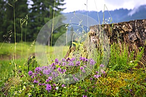 Wonderful scenery mountain landscape with purple thyme flowers near the old stub and blue mountains with pine forest at the backgr