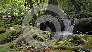 Wonderful scenery of small waterfall that flowing from the jungle through the green plants into the natural pond.