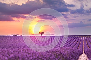 Beautiful landscape of lavender fields at sunset near Sault, Provence-France