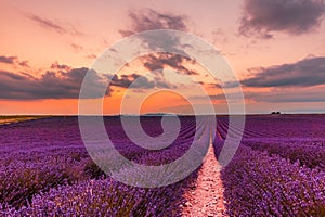 Beautiful landscape of lavender fields at sunset near Sault, Provence-France