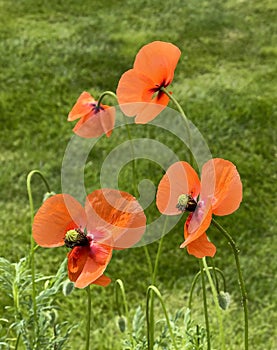 wonderful self seeded poppies