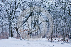 Wonderful shapes of bare trees in winter