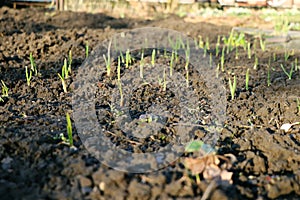 A wonderful small seedlings in ground for beautiful garden with grass