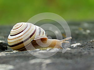 Wonderful snail on a big dark stone.  Caucasotachea vindobonensis. Snail and stone photo