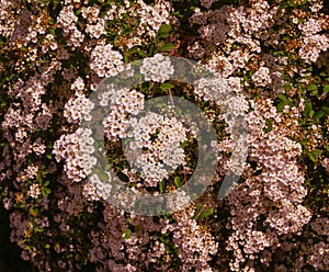 A wonderful Spiraea shrub in full bloom_ Baden-Baden, Germany