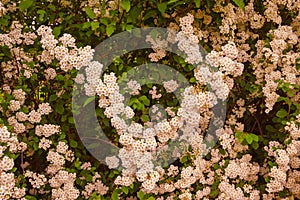 A wonderful Spiraea shrub in full bloom_ Baden-Baden, Germany