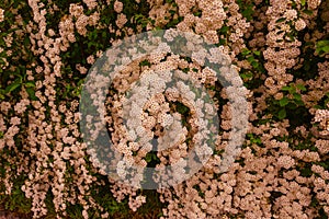 A wonderful Spiraea shrub in full bloom_ Baden-Baden, Germany