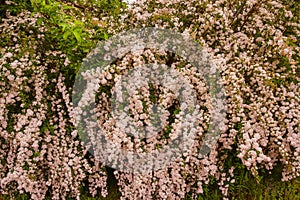 A wonderful Spiraea shrub in full bloom_ Baden-Baden, Germany