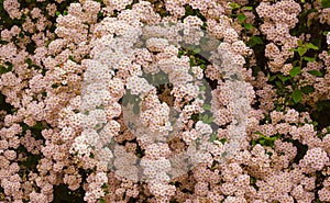 A wonderful Spiraea shrub in full bloom_ Baden-Baden, Germany