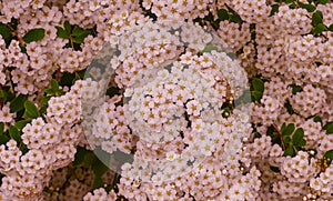 A wonderful Spiraea shrub in full bloom_ Baden-Baden, Germany