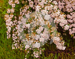 A wonderful Spiraea shrub in full bloom_ Baden-Baden, Germany