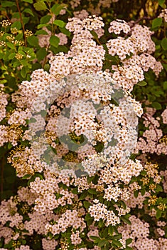 A wonderful Spiraea shrub in full bloom_ Baden-Baden, Germany