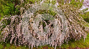 A wonderful Spiraea shrub in full bloom_ Baden-Baden, Germany