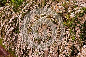 A wonderful Spiraea shrub in full bloom_ Baden-Baden, Germany