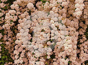 A wonderful Spiraea shrub in full bloom_ Baden-Baden, Germany