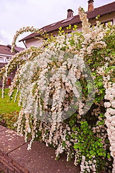 A wonderful Spiraea shrub in full bloom_ Baden-Baden, Germany