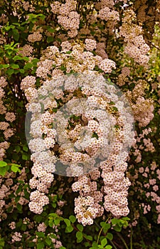 A wonderful Spiraea shrub in full bloom_ Baden-Baden, Germany