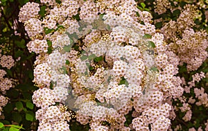 A wonderful Spiraea shrub in full bloom_ Baden-Baden, Germany