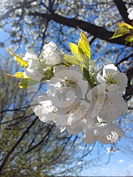 Amazing spring flower