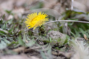 Wonderful spring flowering in Europe, Dandelions bloom